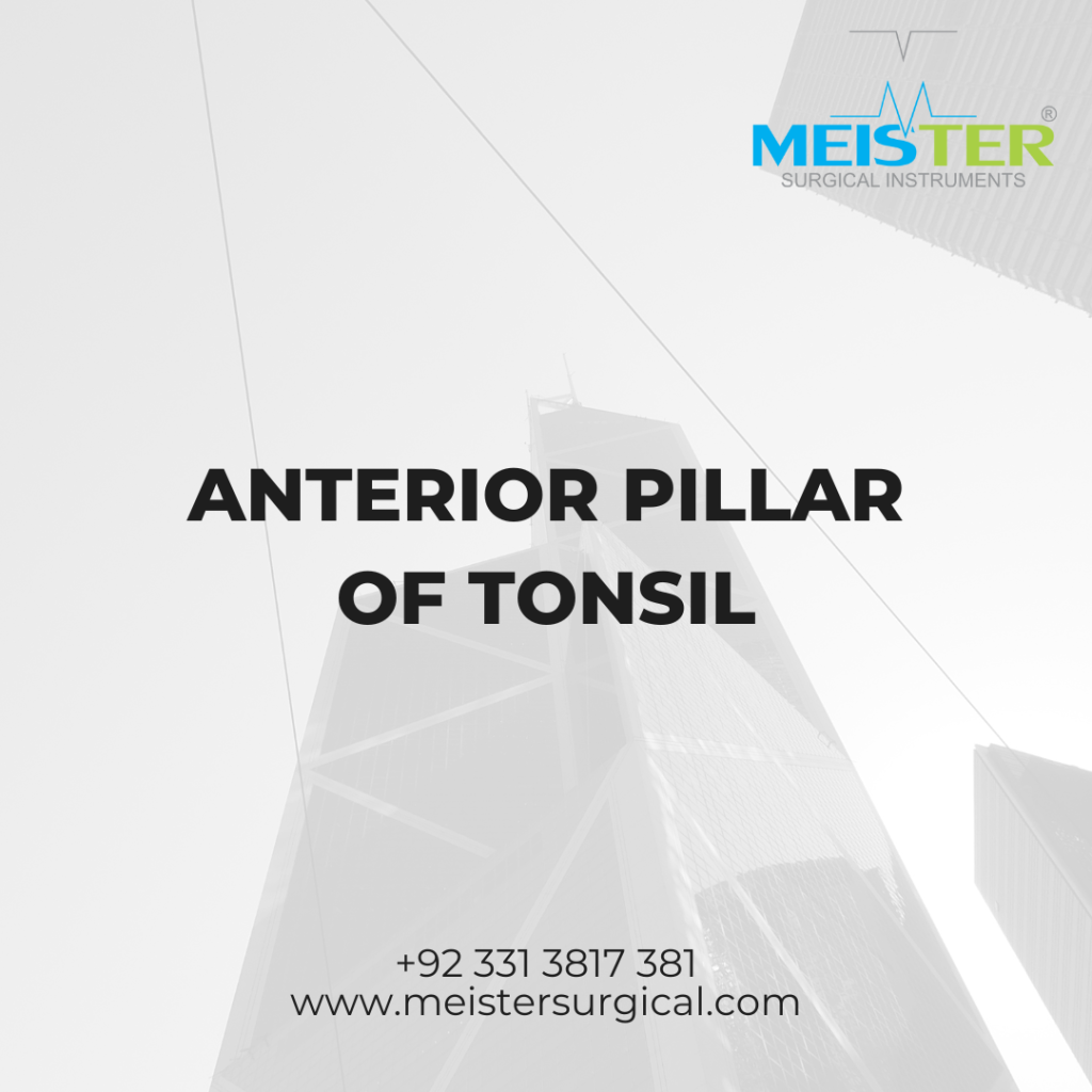 anterior pillar of tonsil